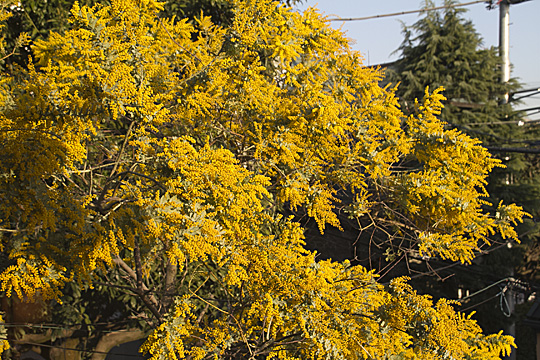 acacia2013