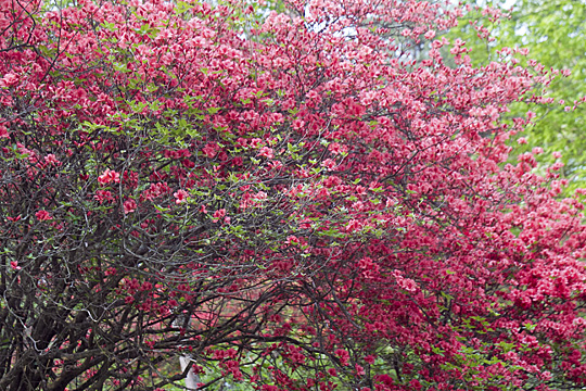 azalea01