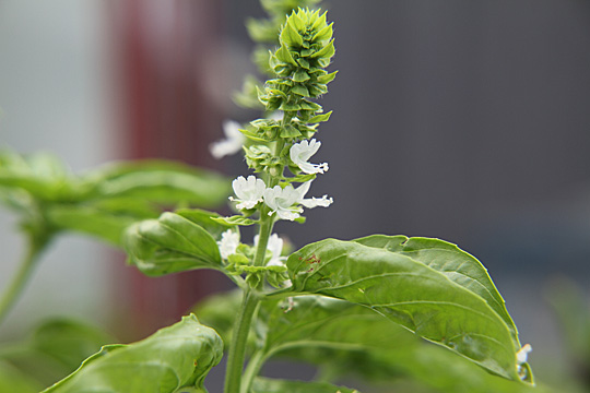basil01