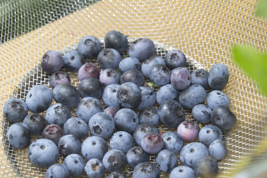blueberry0901