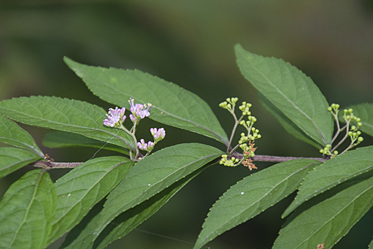 callicarpa01