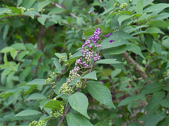 callicarpa02