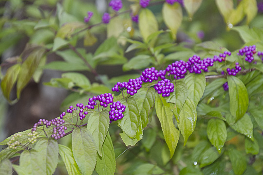 callicarpa03