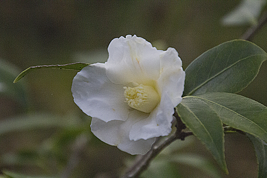 camelia02