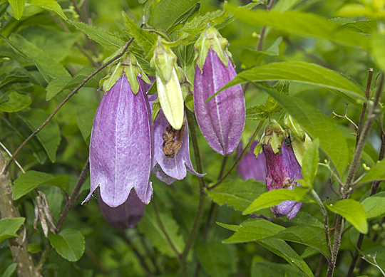 campanula01