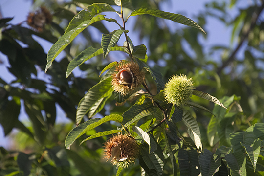 chestnut15091