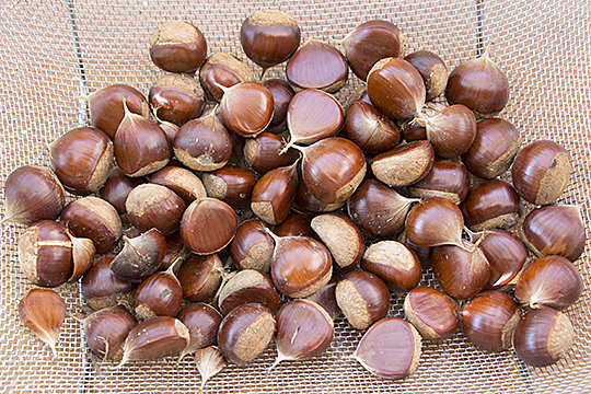 chestnut15092