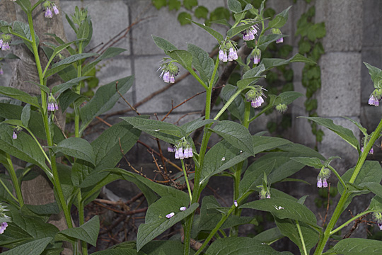 comfrey10