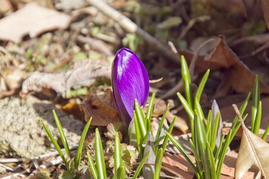 crocus01