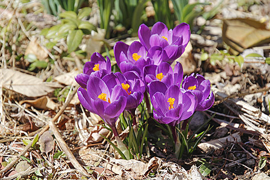 crocus10