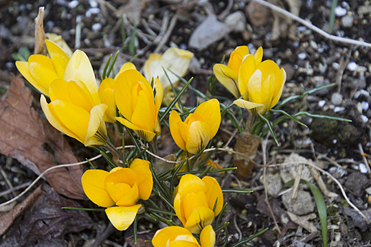 crocus1801