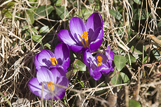 crocus20033091
