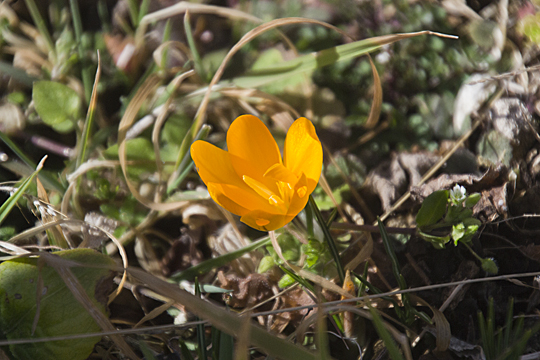 crocus2003092