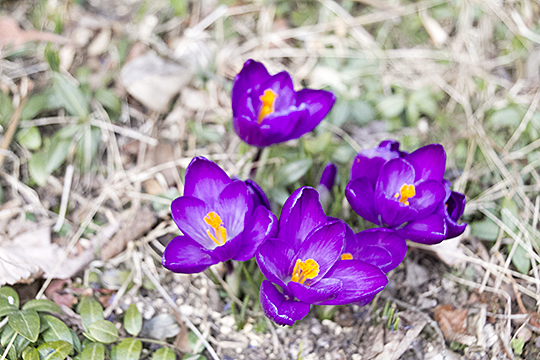 crocus20161