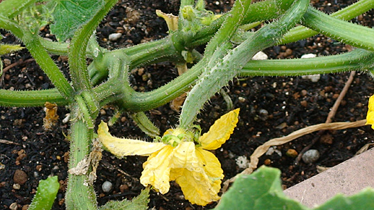cucumber