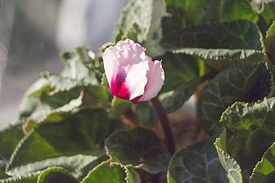 cyclamen01
