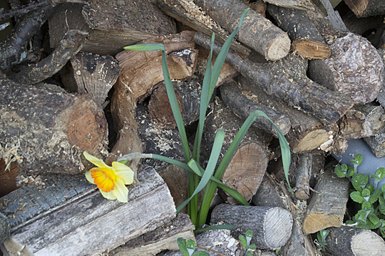 daffodil1801