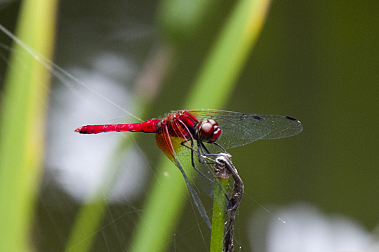 dragonfly01