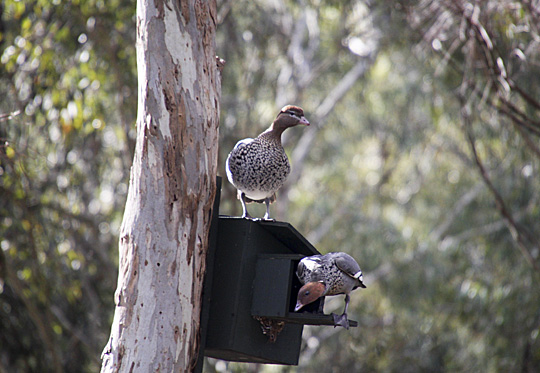 /blog2/images/duck01