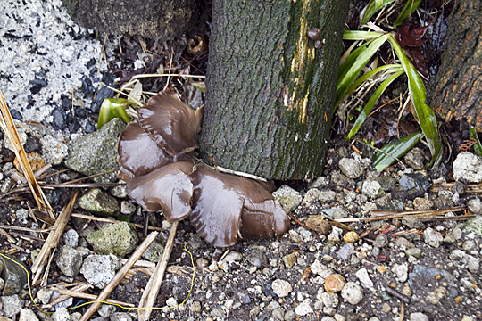fungus10