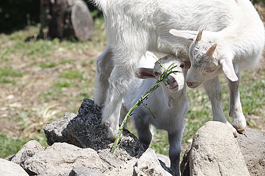 goat02