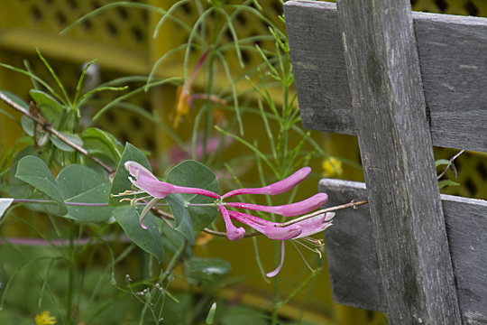 honeysuckle03