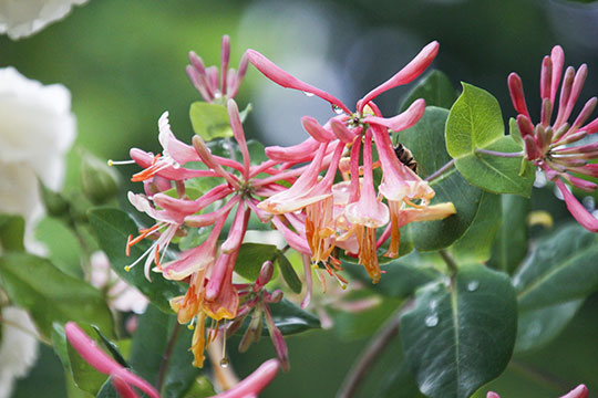 honeysuckle05