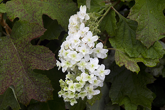 hydrangea02