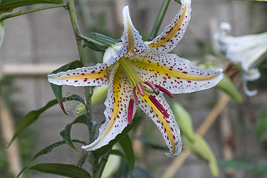 lily20132