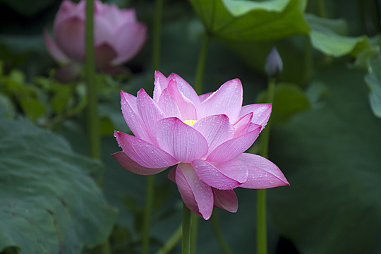 lotus04