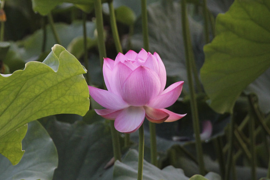 lotus11