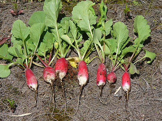 radish10