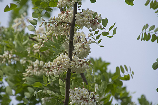 robinia02
