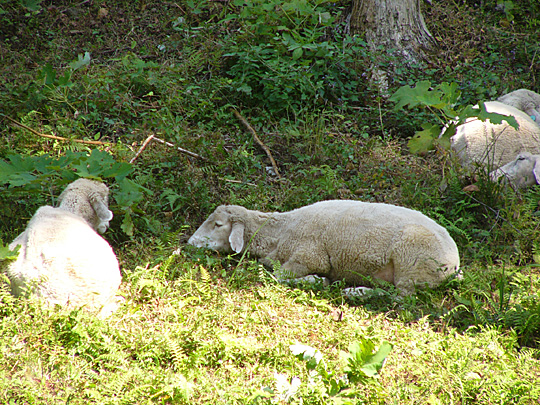 sheep02