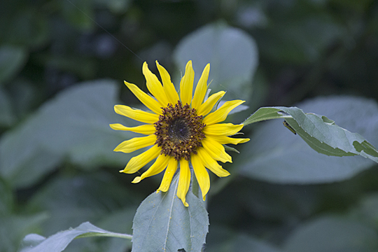 sunflower10