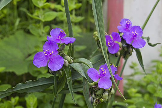 tradescantia01