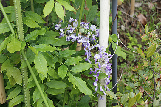 wisteria01