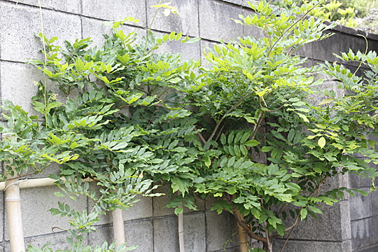 wisteria02