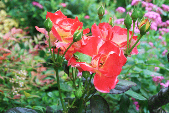 rose-bed.gif